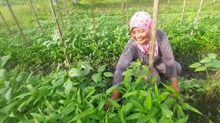 JANDA 2 ANAK TEKUN GARAP LAHAN TRANSMIGRASI KALIMANTAN UTARA