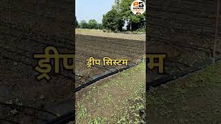 इस तरह से ड्रिप ओर स्पिनकलर लगाओ बहुत ही जबरदस्त जुगाड़ #shorts #banwaribairagi