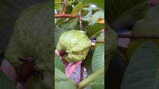 My Organic guava #guava #fruitcutting #naturelovers #amazing guava #trendingshorts #viralvideo