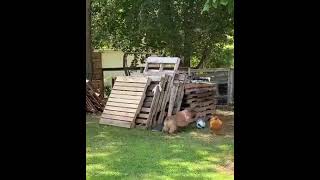 dog and chicken  playing