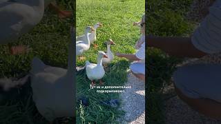 ГусИ обнимусИ 🪿#сочи #выходные #гусь #гусята #goose