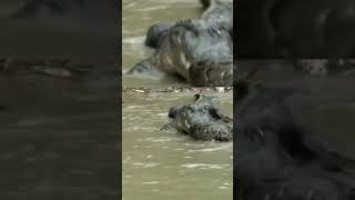 Crocodile swallows big python