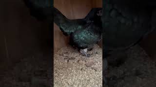 Please consider subscribing. When you catch your Ayam Cemani laying an egg. That sound though