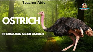 Information about | Ostrich | Teacher Aide | Australia | English |Largest Bird