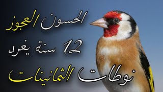 إستمع لتغريد حسون نادر من الثمانينات ذكريات من الزمن الجميل Goldfinch tweets are rare and missing