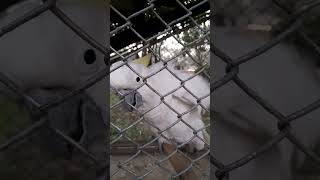 shy cockatoo