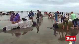 Rescuers and volunteers race to save hundreds of stranded pilot whales in New Zealand