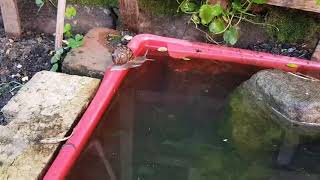 micropond with tadpoles week 5 : still got 10 tadpoles - play to the end