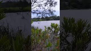 Coomera River