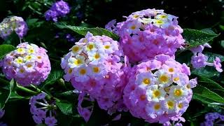 Five color plum - Lantana (HD720p)