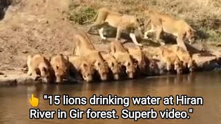 👆 "15 lions drinking water at Hiran River in Gir forest. Superb video."