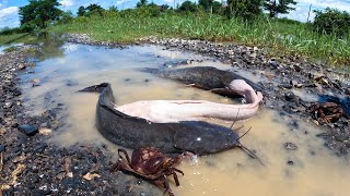 Wow big fish, a fisherman catch a lot of fish by hand