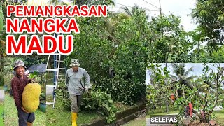 PEMANGKASAN NANGKA MADU