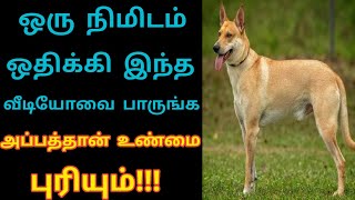 ஒரு நிமிடம் ஒதுக்கி இந்த வீடியோவை பாருங்க அப்பத்தான் உண்மை புரியும் LaysTv