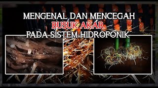 MENGENAL DAN MENCEGAH BUSUK AKAR PADA SISTEM HIDROPONIK