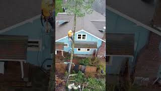 Topping from above - Removing a beetle infested pine #shorts  #treeservice #stihl #treefelling