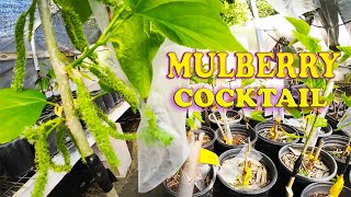 Tasty Mulberry Cocktail Trees | Multi Grafted Trees