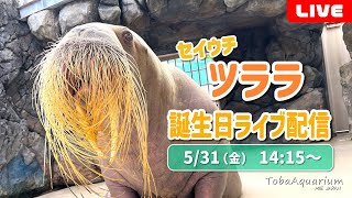 《鳥羽水族館》セイウチ「ツララ」誕生日ライブ配信