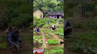 Desa yang indah, suasana sejuk alami#nature #village  #scenery