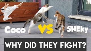 SHEKY VS COCO CAT FIGHTING