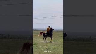 A beautiful and first class horse🔥|اسب زیبا و درجه یک🔥#animals #horse #cavalo #ghoda #حصان #اسب