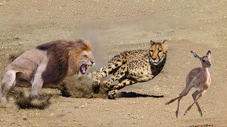 Cheetah Vs Lion Real Fight Cheetah Rette Impala Vor Löwenjagdtieren Rette Andere Tiere