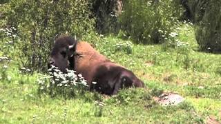 Bison d'Amérique femelle en Lozère      .MOD