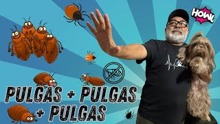 ADIÓS A LAS PULGAS | Baño ANTIPULGAS 100% CASERO | GARANTIZADO