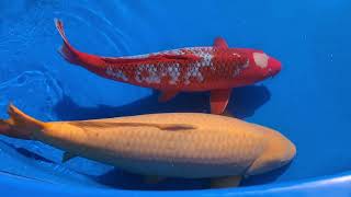 All American Koi Show Las Vegas 2024 part 2