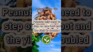 Peanuts only need to step on one foot and the yield is doubled #viralvideo #shortvideo #youtubeshort