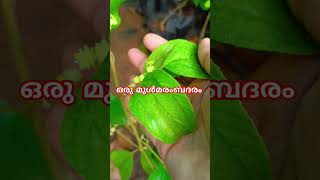 എല്ലാം ഗുണങ്ങളും ഒരുമിച്ച് Ber Fruit #garden #gardeningvideos #youtube