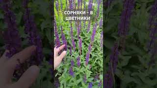 Цветники новой волны. Цветники в природном стиле.