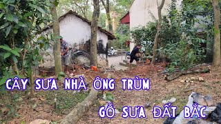 Nhà Ông Trùm Cây Gỗ Sưa - Cây Sưa Tổ Của Làng Nghề Buôn Bán Gỗ Sưa Non Tam Đảo, Vĩnh Phúc