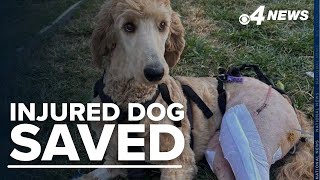 From near death to family: couple uses wedding fund to save Goldendoodle