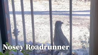 Nosey Roadrunner #shorts