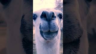 Hello Llama 🦙😍 #llamas #cuteanimals #shorts