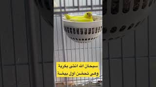 أنثى #كناري و هي تحضن أول بيضة لها #تزاوج_الكناري #canary #الكناري #تحفيز #animals #shorts #morocco