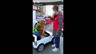 Çinli köpeğin alışverişi- corona - exchange of the Chinese dog :))