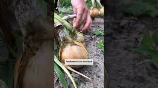 Timeline for growing onions: from February to September