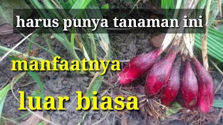 Harus punya! Tanaman yang manfaatnya luar biasa