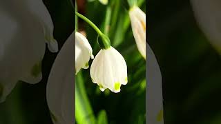 Snowflakes (Leucojum) #Closeup – A Gardener's Notebook