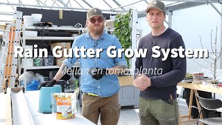 Rain Gutter Grow System RGGS - Mellan en tomatplanta