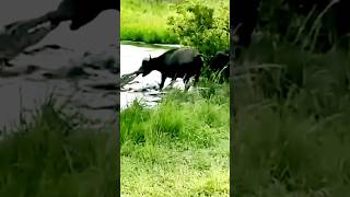 Crocodile attack buffalo #shorts  #viral #trending