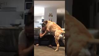 When Your 176lbs Boerboel wants to Play#shortsfeed #boerboel #trending