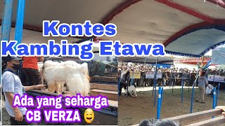 Kontes kambing etawa Munjungan