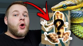 10 NEW PET REPTILES!!! WHAT'S IN THE BAG???