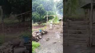 MAULAN NA UMAGA SA ATING BUKID #youtubeshorts  #farm  #philippines