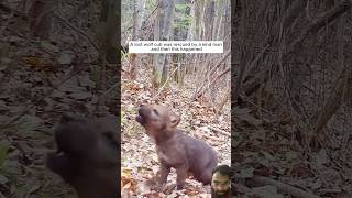 Heartwarming Rescue: Man Saves Lost Wolf Cub! 🐾🌲 #AnimalRescue #animalshorts #shortvideo