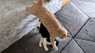 Failed Cat Surprise Attack