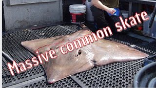 common skate and tope